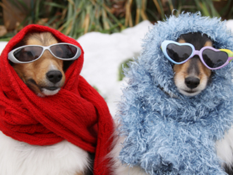 Keep your pets safe this winter